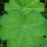 Alchemilla vulgaris برگ