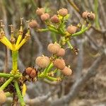 Euphorbia lamarckii Fruto