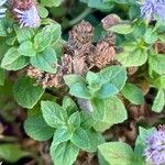 Ageratum houstonianum Liść