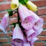 Digitalis purpurea Flower