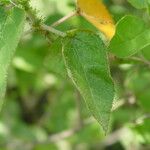 Croton ciliatoglandulifer Blad