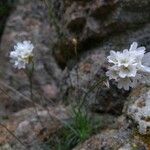 Armeria leucocephala Flor