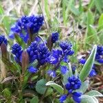 Polygala alpina Fleur