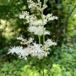 Filipendula ulmariaᱵᱟᱦᱟ