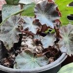 Begonia hydrocotylifolia Ліст