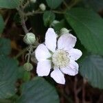 Rubus vestitus Floare