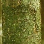 Maquira guianensis Bark