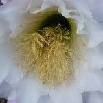Lobivia bridgesii Floare