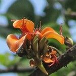 Erythrina fusca Квітка