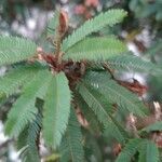 Calliandra selloi Blatt