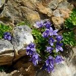 Campanula cenisia Habitatea