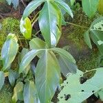 Philodendron anisotomum