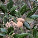 Quercus chrysolepis Meyve
