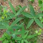 Polygonatum verticillatum Deilen