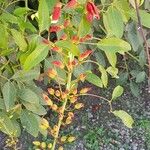 Erythrina crista-galliFloare