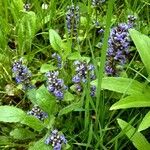 Ajuga reptans Habitus