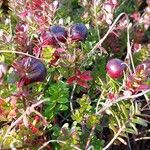 Vaccinium macrocarpon 果實