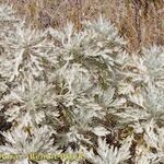 Artemisia gorgonum кора