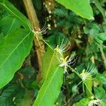 Capparis micracantha Цвят