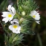 Euphrasia nemorosa Flower