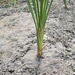 Typha orientalis Leaf