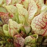 Sarracenia purpurea Lehti