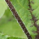 Tiarella cordifolia 樹皮