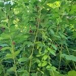 Lantana trifolia Alkat (teljes növény)