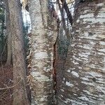 Betula alleghaniensis Kabuk