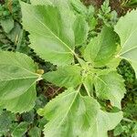 Helianthus annuusLeaf