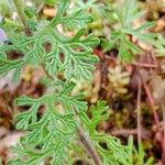 Teucrium botrys ഇല