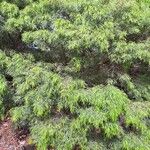 Acacia cognata Costuma