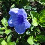 Ruellia tuberosa Flower