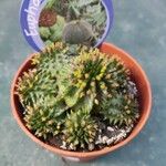 Euphorbia susannae Feuille
