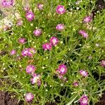 Gypsophila muralis Flower