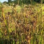 Cyperus longus Staniste