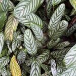 Ctenanthe setosa Liść