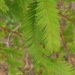 Metasequoia glyptostroboidesFulla