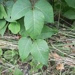 Toxicodendron radicans Ліст