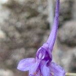 Delphinium gracile Flor