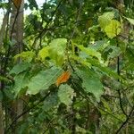 Elaeocarpus rotundifolius Hábito