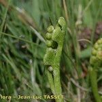 Botrychium simplex Fruit