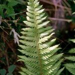 Polystichum × illyricum Foglia