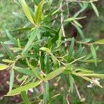 Leptospermum continentale Fuelha