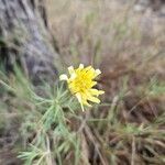 Scorzonera aristata Flower