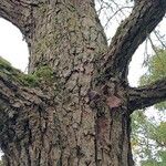 Pyrus ussuriensis Bark