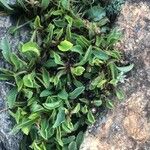 Globularia cordifolia Leaf