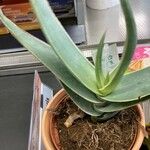Aloe striata পাতা