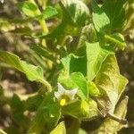 Solanum physalifolium Liść