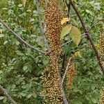 Toxicodendron succedaneum Gyümölcs